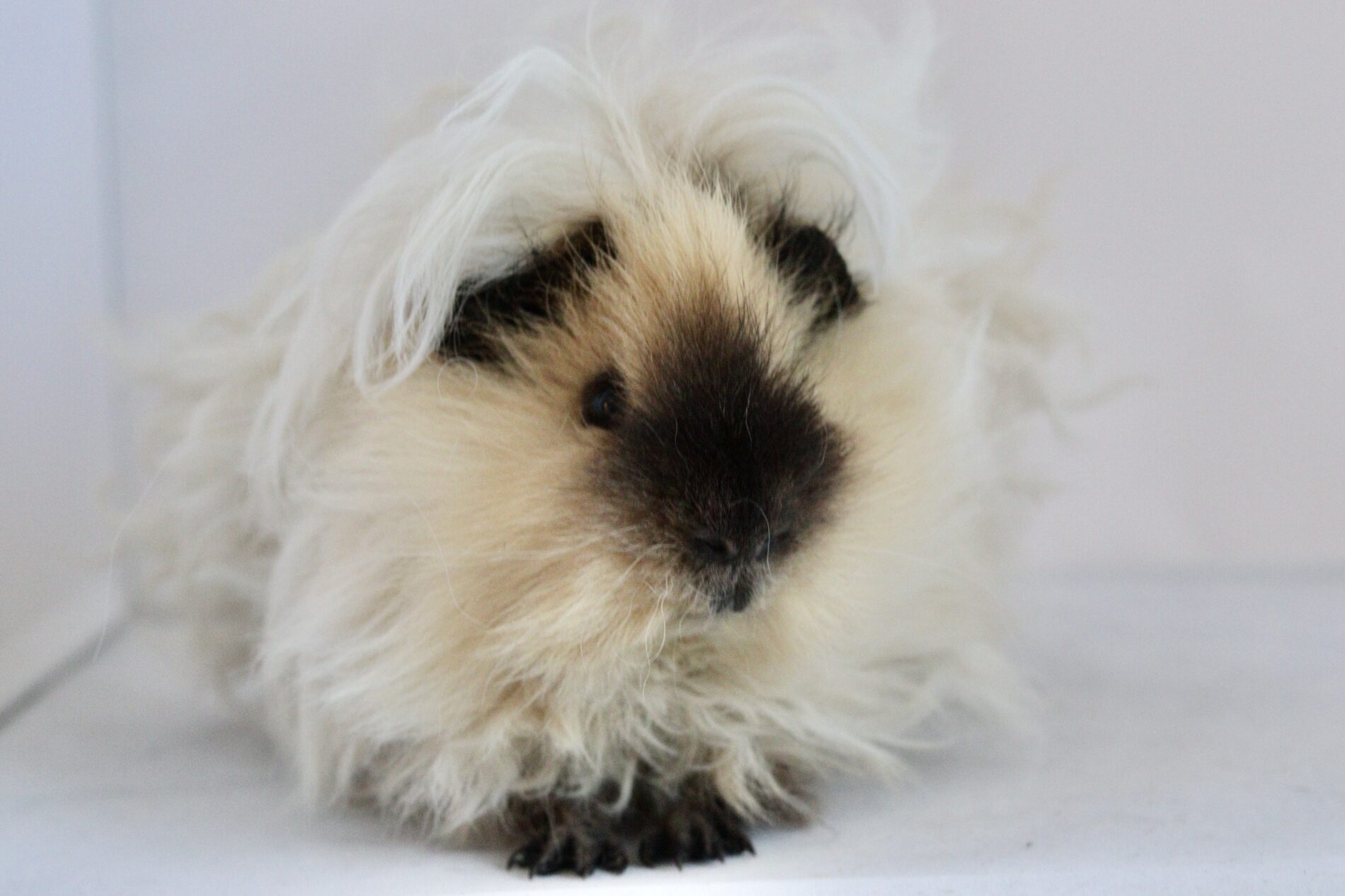 Funny Longhair’s Viljo